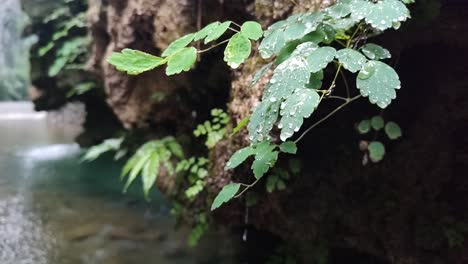 Snow-water-drips-down-the-mountain-into-a-small-stream