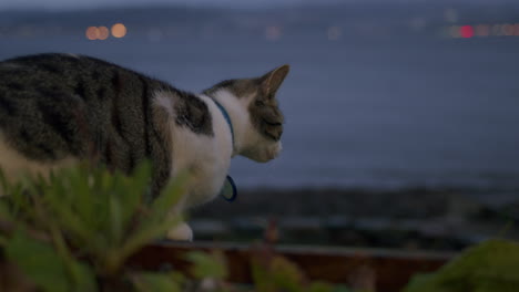 Katze-Draußen-Im-Schwachen-Abendlicht-Mit-Dem-Meer-Im-Hintergrund