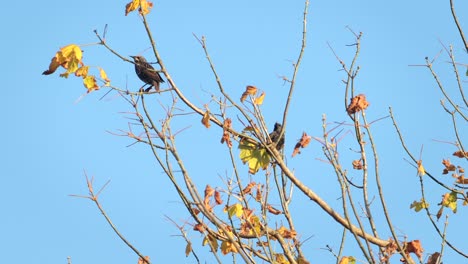 Two-Common-Starling-Birds-On-Autumnal-Tree-Australia-Victoria-Gippsland-Maffra-Daytime-Clear-Blue-Sky
