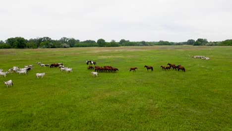Horse-riders-herding-Akhal-teke-horses-and-Hungarian-gray-cattle-in-Bugac,-Hungary
