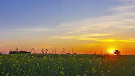 El-Sol-Sale-De-La-Floración-Roja-A-Una-Bola-Naranja-Amarilla-Sobre-Un-Campo-Lleno-De-Flores-Silvestres