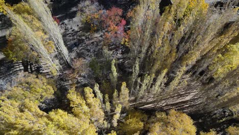 Vista-Aérea-De-Un-Bosque-En-Otoño,-Mostrando-Los-Tonos-Dorados-De-Los-árboles.