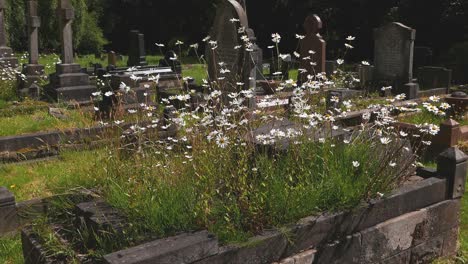 Ox-Eye-Daisies,-Leucanthemum-vulgare,-in-graveyard.-Spring.-UK