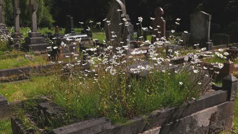 Margaritas-De-Ojo-De-Buey,-Leucanthemum-Vulgare,-En-El-Cementerio.-Primavera.-Reino-Unido