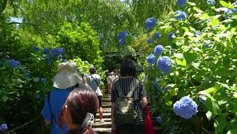 POV-Spaziergang-Durch-Den-Meigetsu-in-Schrein-In-Kamakura-Während-Der-Hortensiensaison