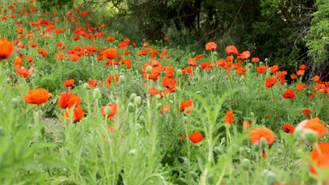 Mohnfeld-Im-Sommer