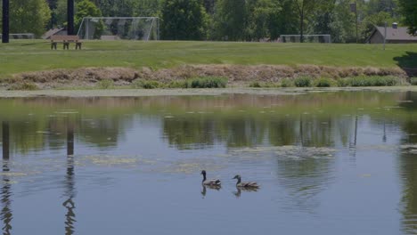 Two-ducks-in-a-park-swimming-in-a-pond