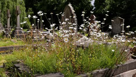 Margaritas-De-Ojo-De-Buey,-Leucanthemum-Vulgare,-Creciendo-En-Una-Antigua-Tumba