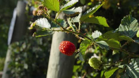 Nahaufnahme-Von-Brombeeren-In-Bio-Plantage