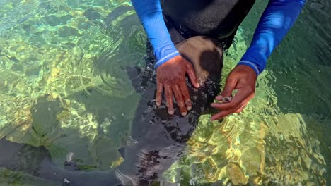 Buzos-Acariciando-Tiburones-Fuera-De-La-Superficie-Del-Agua-De-Mar.