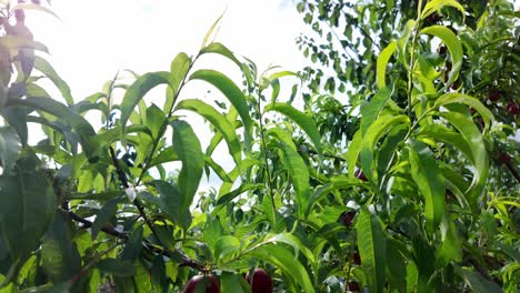 A-close-up-view-of-ripe-peaches-hanging-from-a-tree-branch-on-a-sunny-summer-day