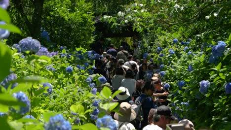 Menschenmassen-Erfreuen-Sich-An-Hortensien-Am-Meigetsu-in-Schrein-In-Kamakura,-Japan