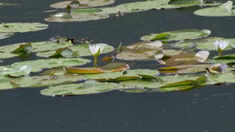 Purple-lotus-water-lily-blooming-on-pond-surface