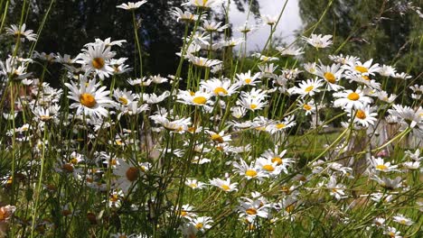 Margaritas-De-Ojo-De-Buey,-Leucanthemum-Vulgare