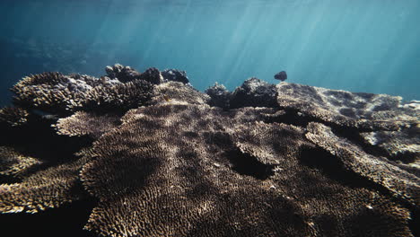 Sonne-Scheint-Durch-Wasser-über-Steinige-Acropora-Korallen-Mit-Leerem-Blauen-Wasser