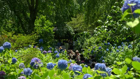 Famoso-Santuario-Meigetsu-in-Durante-La-Temporada-De-Hortensias-Con-Mucha-Gente