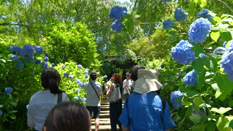 POV-walking-through-beautiful-narrow-alley-filled-with-blooming-hydrangea