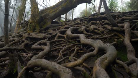 Raíces-De-árboles-Gigantes-Retorcidos-Sobre-El-Suelo-En-El-Bosque-Tropical-En-El-Famoso-Destino-Turístico-Cueva-Guna-En-Kodaikanal,-Tamil-Nadu