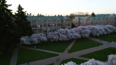 Drone-panning-in-front-of-spring-blossom-at-the-University-of-Washington,-USA