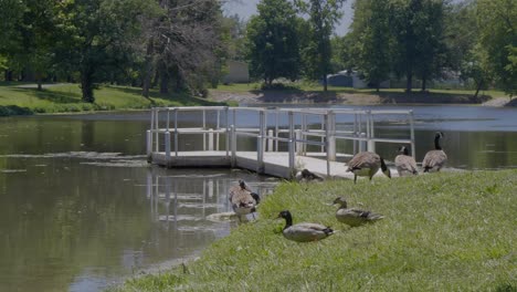 Ducks-walking-by-flock-of-geese-to-the-pond