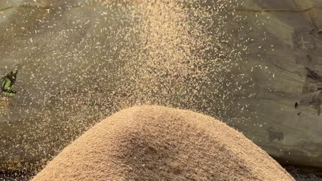 Rice-Husk-coming-out-from-the-process-of-Rice-Milling-or-Rice-production