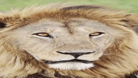 Male-Lion-Close-Up-Portrait-in-Africa,-Vertical-African-Animals-Video-for-Social-Media,-Instagram-Reels-and-Tiktok-on-Beautiful-African-Wildlife-Safari-in-Tanzania-in-Serengeti-National-Park