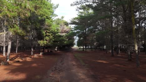 Quintay-Valparaiso-Chile-Tunquen-trees-going-backwards