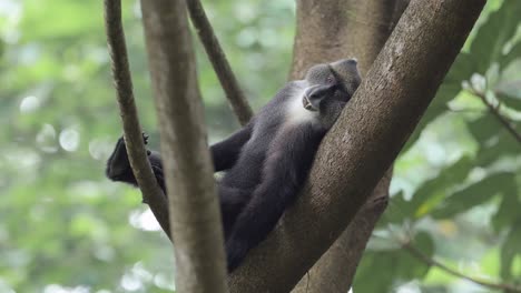 Monkey-Lying-Down-in-a-Tree-in-Africa-in-Kilimanjaro-National-Park-in-Tanzania-on-an-African-Wildlife-and-Animals-Safari,-Sleepy-Tired-Blue-Monkeys-in-Forest-Trees-on-a-Branch-High-Up-in-Branches