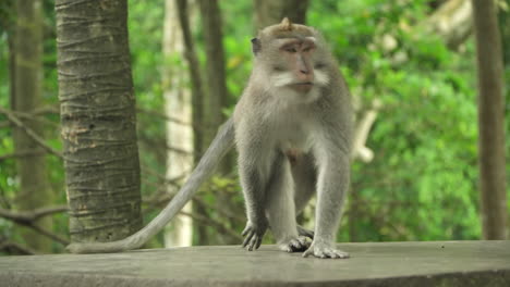 Verspielte-Grau-Gefärbte-Affen-Oder-Langschwanzmakaken-Im-Affenwald-Von-Ubud