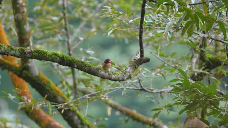 Gebänderter-Eisvogel,-Der-Auf-Dem-Ast-Eines-Baumes-Thront