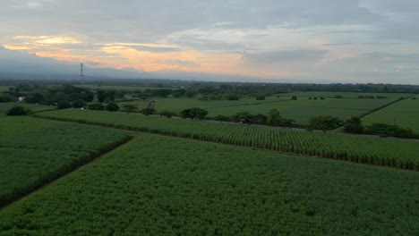 Zuckerrohr-Ernte-Plantage-Luft