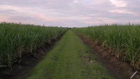 Hermosa-Vista-Del-Interminable-Campo-Agrícola-Verde-Al-Amanecer