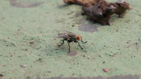 Close-up-of-fly-insect-walking-on-ground-next-to-dog-feces