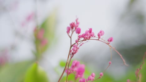 Handheld-close-up-of-pink-Mexican-creeper-flowers-and-green-leaves