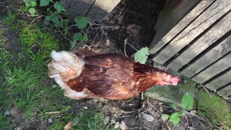 Muchas-Gallinas-Rojas-En-Un-Día-De-Verano-En-El-Pueblo.