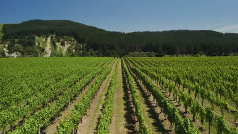 Un-Viñedo-En-Nueva-Zelanda,-Granja-Hawkesbay