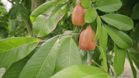 Ripe-and-organic-exotic-brown-tropical-fruits-on-tree-organic-and-nutritional-island-food