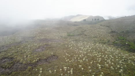 View-of-Espeletia-Frailejones-plants-on-hills-covered-with-clouds
