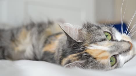 Fluffy-Calico-Cat-Lying-Down-on-a-Bed-and-getting-Cozy