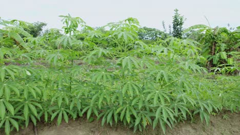 Young-green-cassava-tree-plants-in-a-row,-rural-countryside