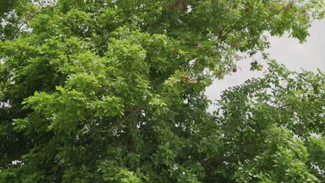 Wide-shot-of-beautiful-tree-Ripe-and-organic-ackee-exotic-brown-tropical-fruits-on-tree-organic-and-nutritional-island-food