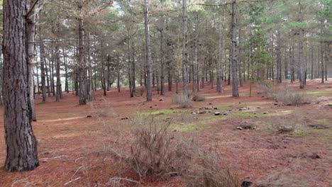 Quintay-Valparaiso-Chile-Tunquen-winter-trees-drone-going-forward