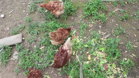 Muchas-Gallinas-Rojas-En-Un-Día-De-Verano-En-El-Pueblo.