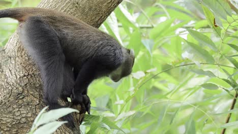 Monkeys-in-the-Trees-in-Africa-in-Kilimanjaro-National-Park-in-Tanzania-on-an-African-Wildlife-and-Animals-Safari,-Blue-Monkey-Climbing-on-a-Tree-Branch-in-a-Forest-on-Branches