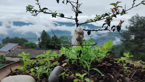 Nach-Dem-Regen-Kroch-Ein-Bambuswurm-Auf-Den-Blumentopf-Eines-Bauernhauses