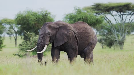 Slow-Motion-African-Elephants-in-Tanzania-in-Africa,-Walking-at-Ngorongoro-Conservation-Area-in-Ndutu-National-Park,-African-Animals-on-Wildlife-Safari-with-African-Savanna-Scenery