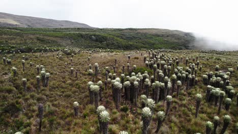 Low-Angle-Aufnahme-Von-Espeletia-Frailejones-Pflanzen-Auf-Feld-Mit-Hügeln-Im-Hintergrund