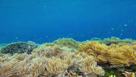 Soft-corals-gently-sway-in-the-clear-blue-water,-creating-a-vibrant-and-mesmerizing-scene