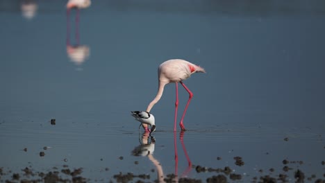 Flamingos-at-Ngorongoro-in-Africa-at-Ndutu-Lake-in-Ngorongoro-Conservation-Area-in-Ndutu-National-Park-in-Tanzania-on-African-Animals-and-Wildlife-Safari,-Walking-and-Feeding-in-the-Water