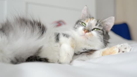 Calico-Cat-Relaxing-on-a-Bed-turning-around-with-Paws-Up